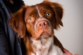 shooting-photo-professionnel-animaux-de-compagnie-